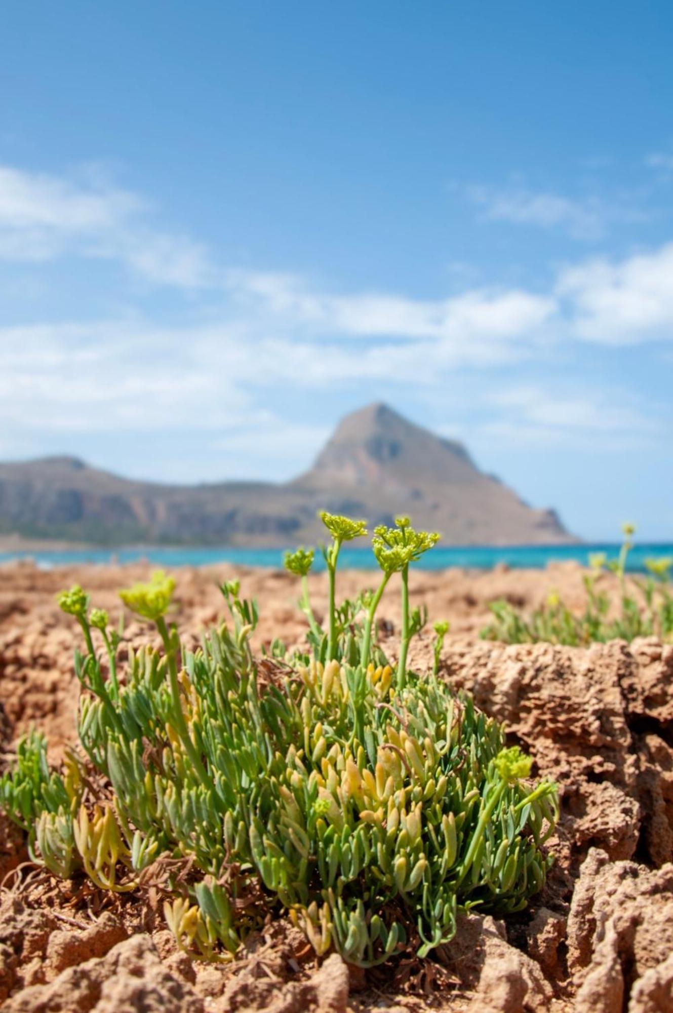 Appartamento Casa Magnolia San Vito Lo Capo Exteriör bild